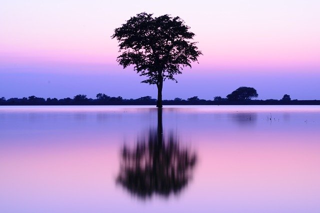 湖に立つ木