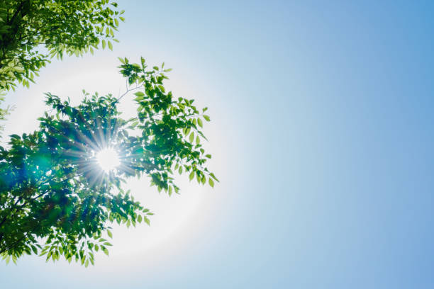alt="木の隙間から差し込む太陽の光"
