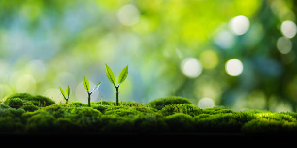 ゆっくり育つ苗木、焦らない姿勢のイメージ